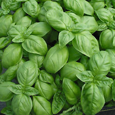 Genovese basil seeds d'occasion  Expédié en Belgium