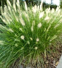 Pennisetum alopecuroides fount for sale  WALLINGFORD