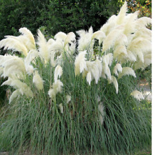 White pampas grass for sale  GREENOCK