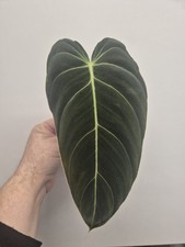 Philodendron melanochrysum unr for sale  LONDON
