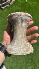Huge fossil theropod for sale  North Las Vegas