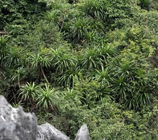 Semi dracaena cambogiana usato  Napoli