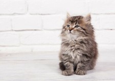Cute fluffy kitten for sale  SELBY