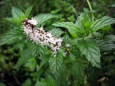 Mentha spicata menta usato  Torino