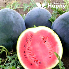 Watermelon sugar baby for sale  DONCASTER