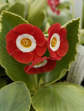 Primula auricula doug for sale  UCKFIELD