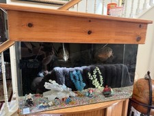 Fish tanks fishes for sale  North Hills