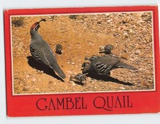 Postcard arizona gambel for sale  Stevens Point