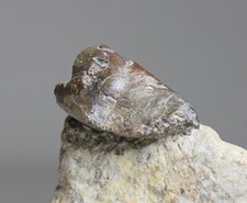 Muschelkalk interessanter unbe gebraucht kaufen  Zell unter Aichelberg