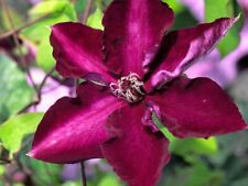 Clematis amethyst beauty for sale  BIDEFORD