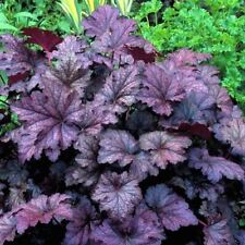 Heuchera amethyst mist for sale  SALTASH