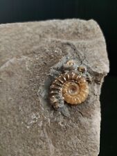 Calcite promicroceras ammonite for sale  BATH