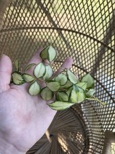 Hoya heuschkeliana variegated for sale  WALLASEY