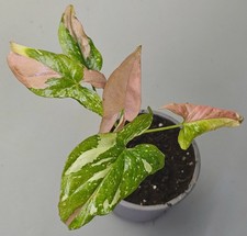 Syngonium red spot gebraucht kaufen  Obertshausen