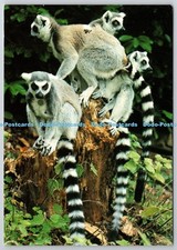 D321006 chester zoo. for sale  WARLINGHAM