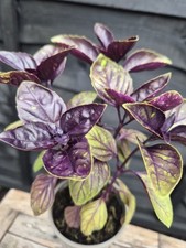 basil plant for sale basil plant for sale LONDON