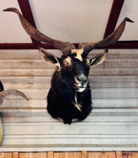 Large catalina goat for sale  Mason