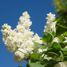 Madame lemoine syringa for sale  NEWTOWNARDS
