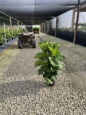 Ficus lyrata bush for sale  Miami