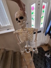 human skeleton for sale human skeleton for sale WATFORD