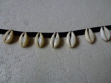 Kauri muscheln stk gebraucht kaufen  Rothenburg