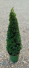 Buxus sempervirens cone for sale  BECCLES