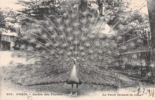 Paris jardin plants d'occasion  Expédié en Belgium