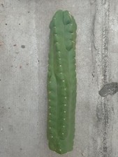 Cactus tpm cut usato  Quartu Sant Elena