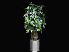 Ficus liana liane gebraucht kaufen  Ahrensburg