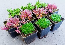 Pflanzen delosperma mix gebraucht kaufen  Sonsbeck