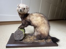 Taxidermy pine martin for sale Taxidermy pine martin for sale  DONCASTER