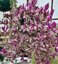 Pink tradescantia nanouk for sale  WELLING