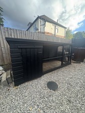 Extra large rabbit for sale  STAFFORD