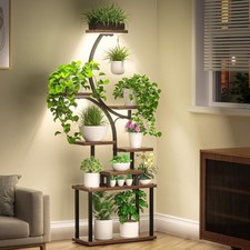 157cm tall plant for sale  SALFORD