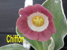 Primula auricula plant for sale  RIPLEY