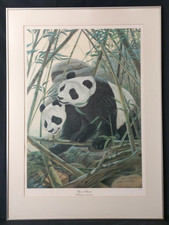 giant pandas for sale giant pandas for sale Cincinnati