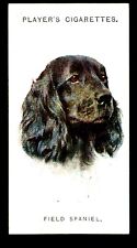 Field spaniel players for sale  COLEFORD
