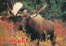 Large moose common for sale  Victor