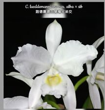 Cattleya lueddemanniana var. for sale  SHREWSBURY