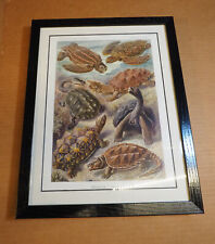 Ernst haeckel 1905 for sale  Shipping to Ireland