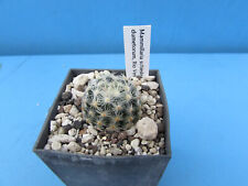 Mammillaria schiedeana dumetor for sale  BIRMINGHAM