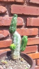 Bridgesii sacred cactus for sale  Davenport