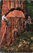 Old growth fir for sale  Portland