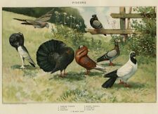 Fancy pigeons genuine for sale  Iowa City