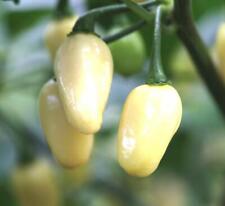 Mini white habanero for sale  Deltona