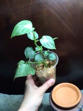 live house plants beautiful for sale live house plants beautiful for sale Roanoke