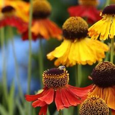 Helenium autumnale red for sale  TRURO