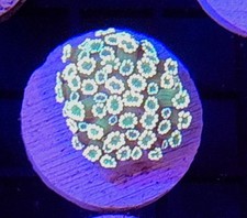 Alveopora coral frag for sale  Placentia