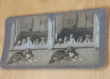 1900s dogs guard for sale  HEATHFIELD