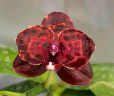 Rare phalaenopsis lioulin for sale  LONDON